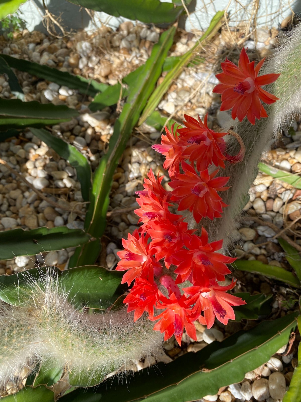 Monkey Tail Cactus Succulent Plant Cutting 8″ (End Cutting)