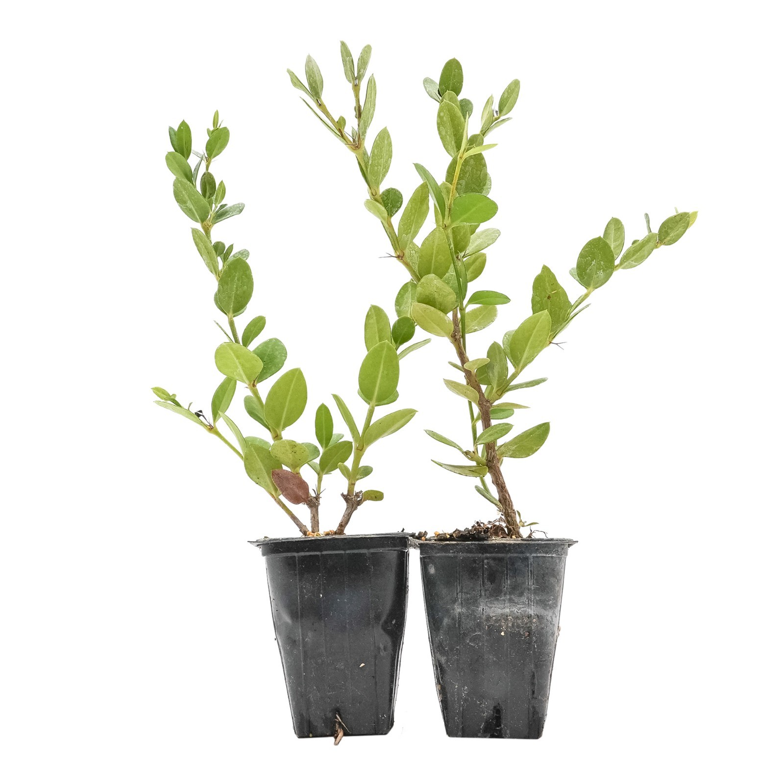Green Carpet Natal Plum in 3.5″ Nursery Cubes | Carissa ‘Green Carpet’ Plants