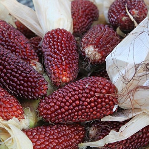 Strawberry Popcorn Corn Seeds | Non-GMO | Free Shipping | Seed Store | 1113