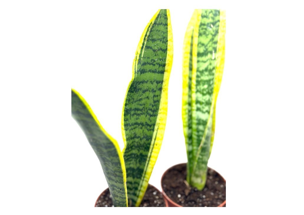 Houseplant Evergreen Generic Laurentii Snake Plant in 4″Pot Set of 3 Live Plants
