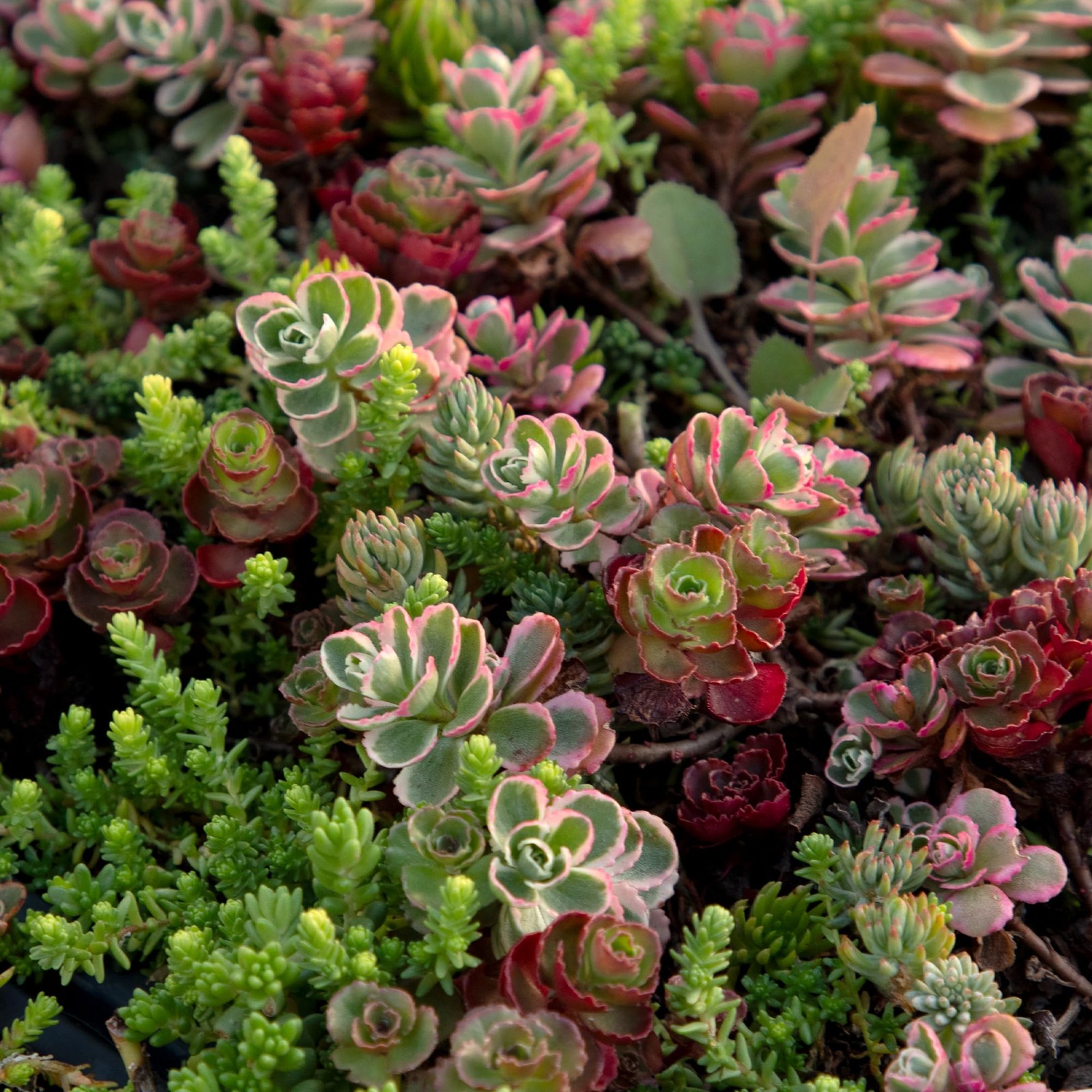 Live Sedum Succulent Mat 10 In. By 20 In. Plant Tray For Landscaping Stonecrop