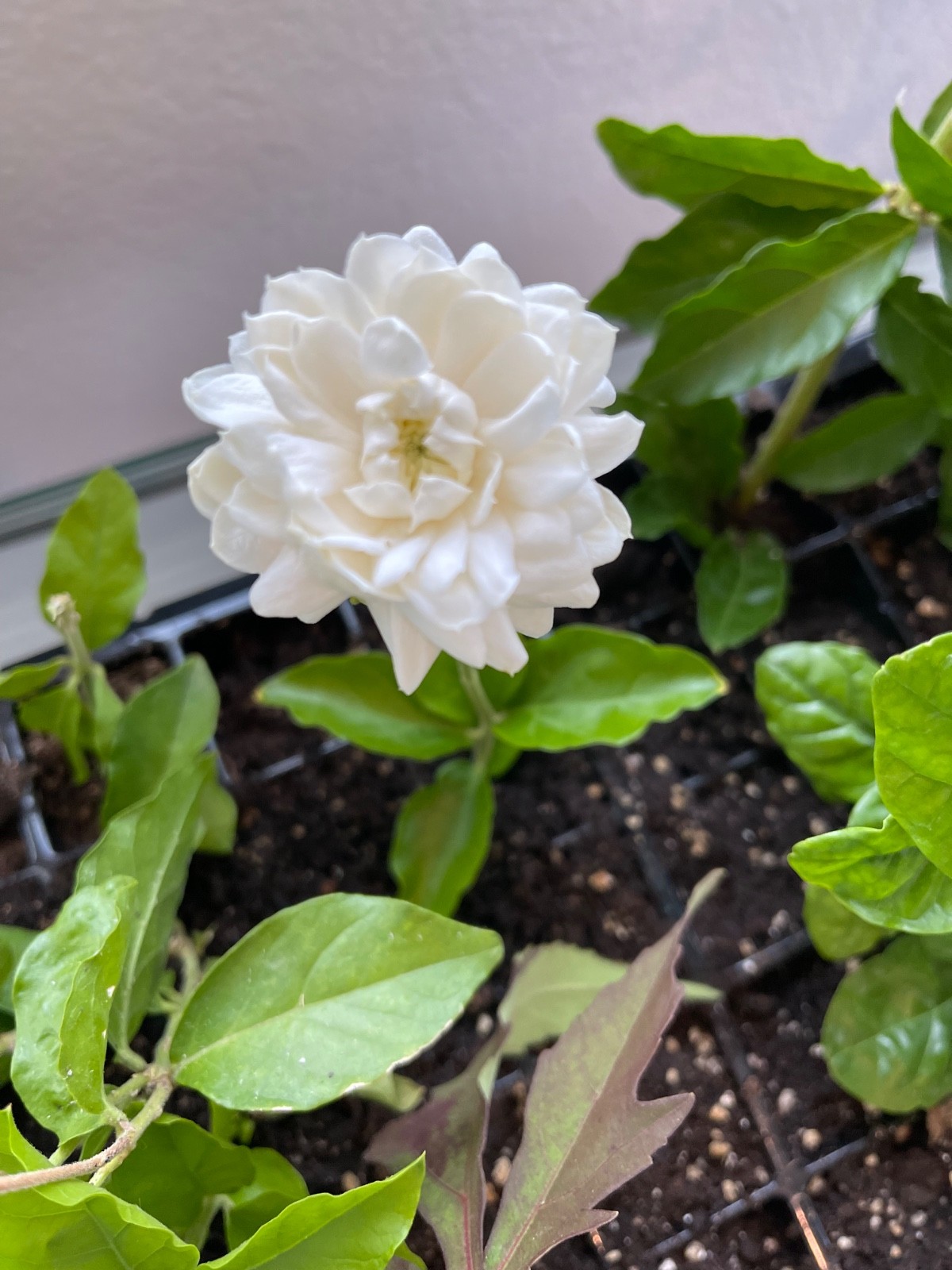 grand duke of tuscany jasmine