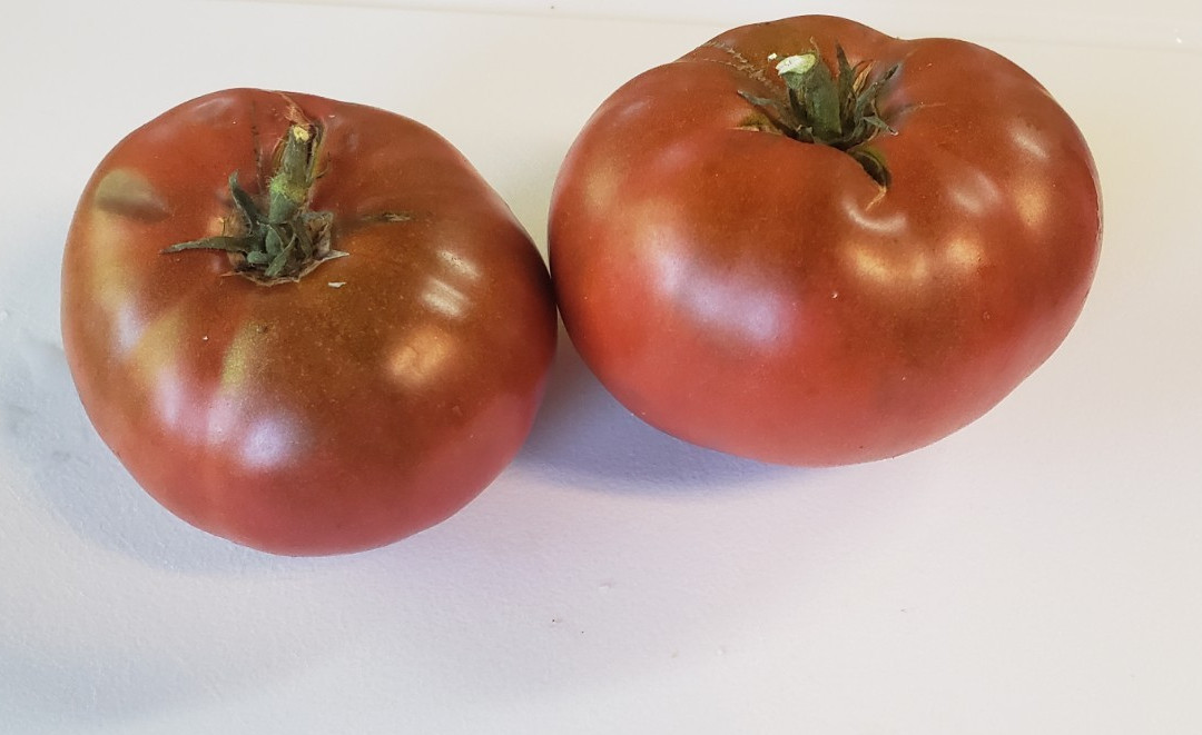 Maralinga Dwarf Tomato (20 seeds) – great flavor!