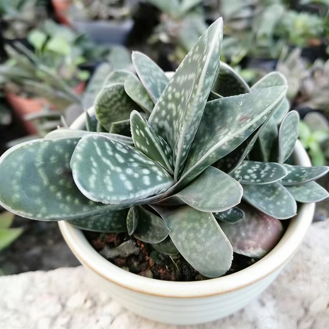 Rare Succulent Plants | Live House Plants for Home Office and Garden Decor