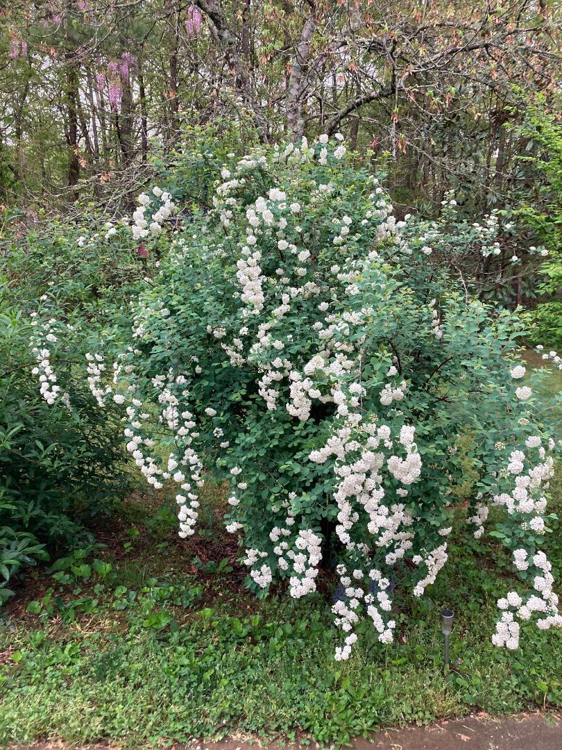 White Spirea Bush Tree 25 Seeds USA Seller
