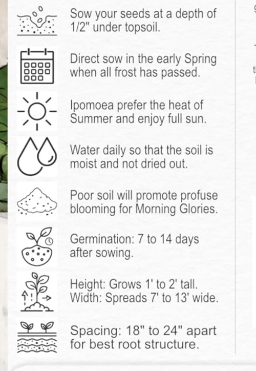 50 Royal Purple Morning Glory Seeds | Non-GMO | Free Shipping | Kay’s Seeds