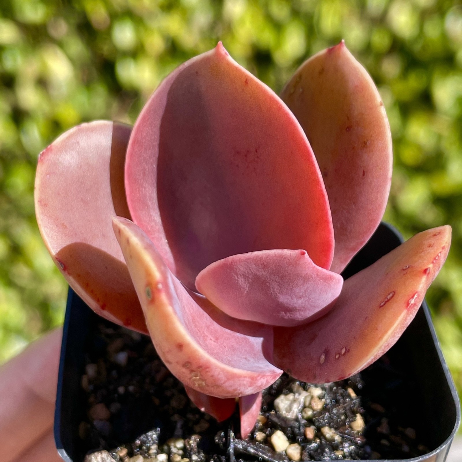 Rare Imported Burgundy Red Pink Paddle Succulent Rooted Live Plant 2.5-3″