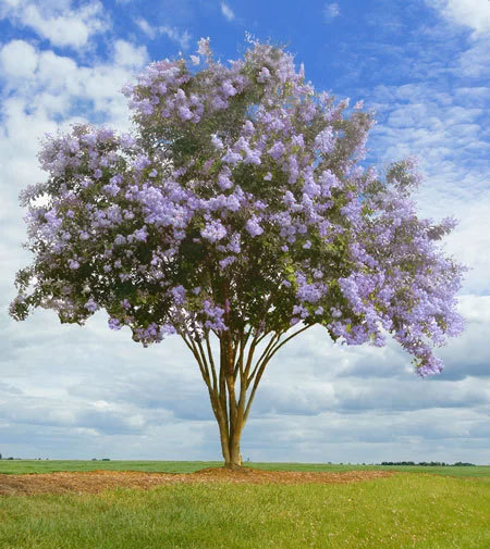 Lagerstroemia fauriei | Crape Myrtle Muskogee | 50_Seeds