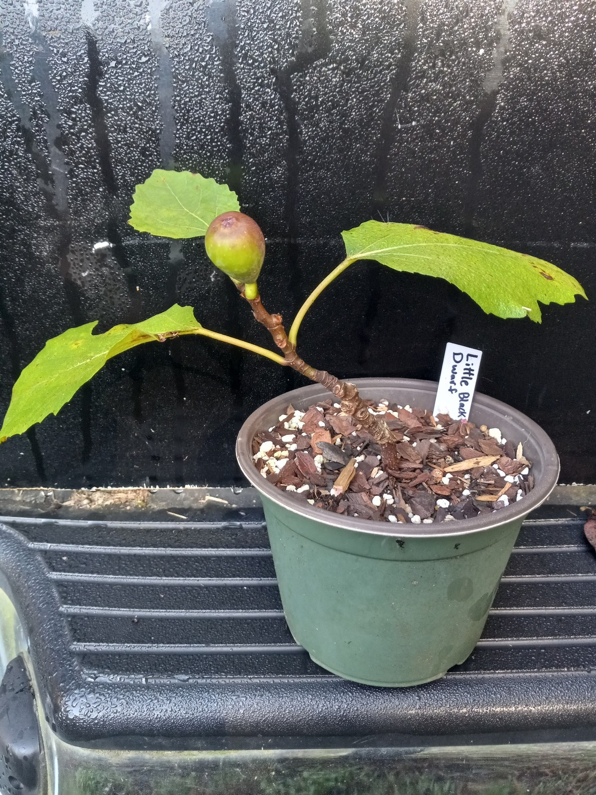 Petite Negra Fig Tree Dwarf Very Productive Good roots in 4×4″ pot, 6-10″ Tall