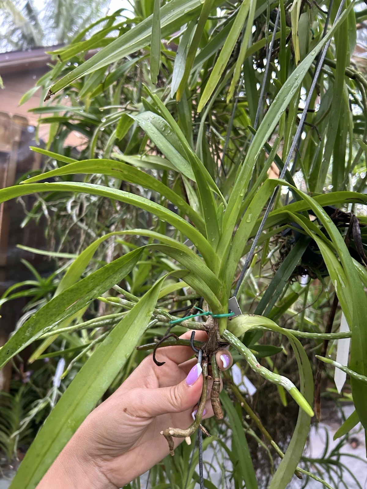 Vanda Trimerrill ( Tricolor X Merrillii ) Unique Orchid Vanda, Fragrant