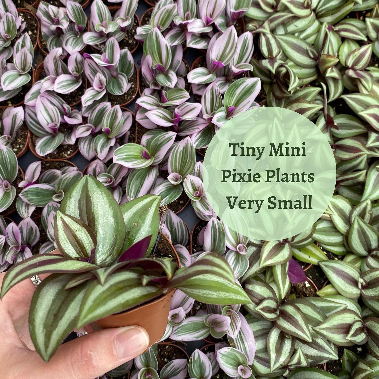 Wandering Jew Assortment, Tradescantia Variety, 2 inch, Set of 3 Tiny Mini Pixie