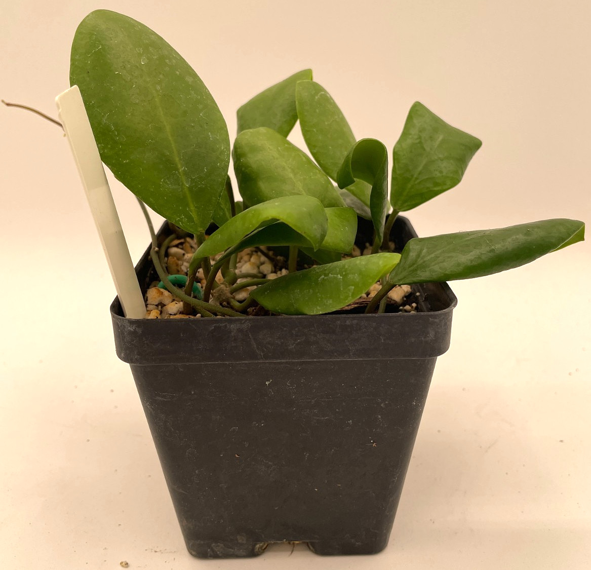 Hoya Lucardenasiana RARE! Well Rooted In 3.5″ pot – Very Healthy – Houseplants