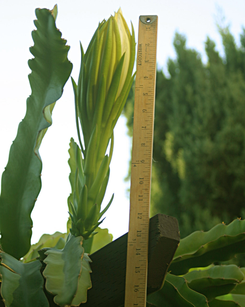 GIANT White Epiphyllum Hylocereus Orchid Cactus Huge Flower 2 CUTTINGS