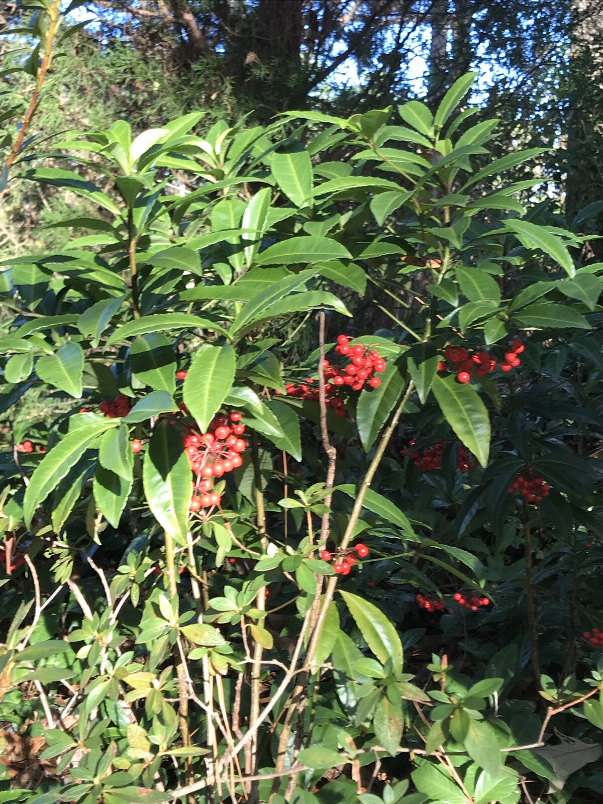 Organic Ornamental Plant 8”+Tall Coral Berry Ardisia crenata Native 5 Plants