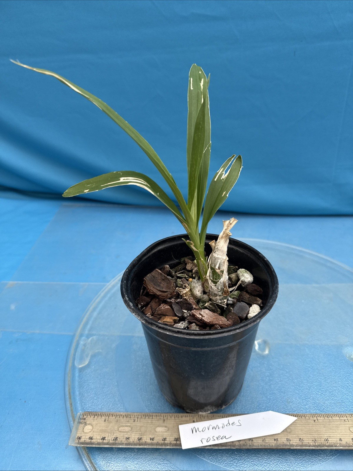 Mormodes rosea Fragrant Pink Bloom Size Orchid Species 4.5” Pot One New Growth