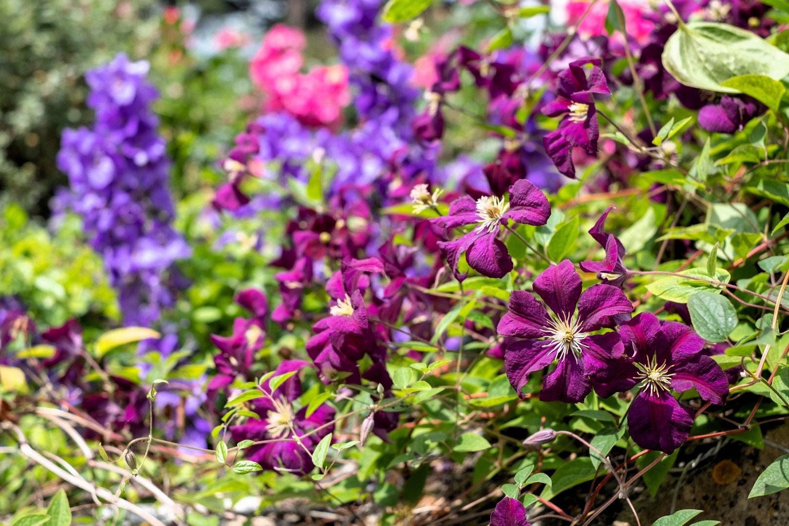 10 MIXED HYBRID CLEMATIS Hybrida Red Purple Pink Blue Bicolor Flower Vine Seeds
