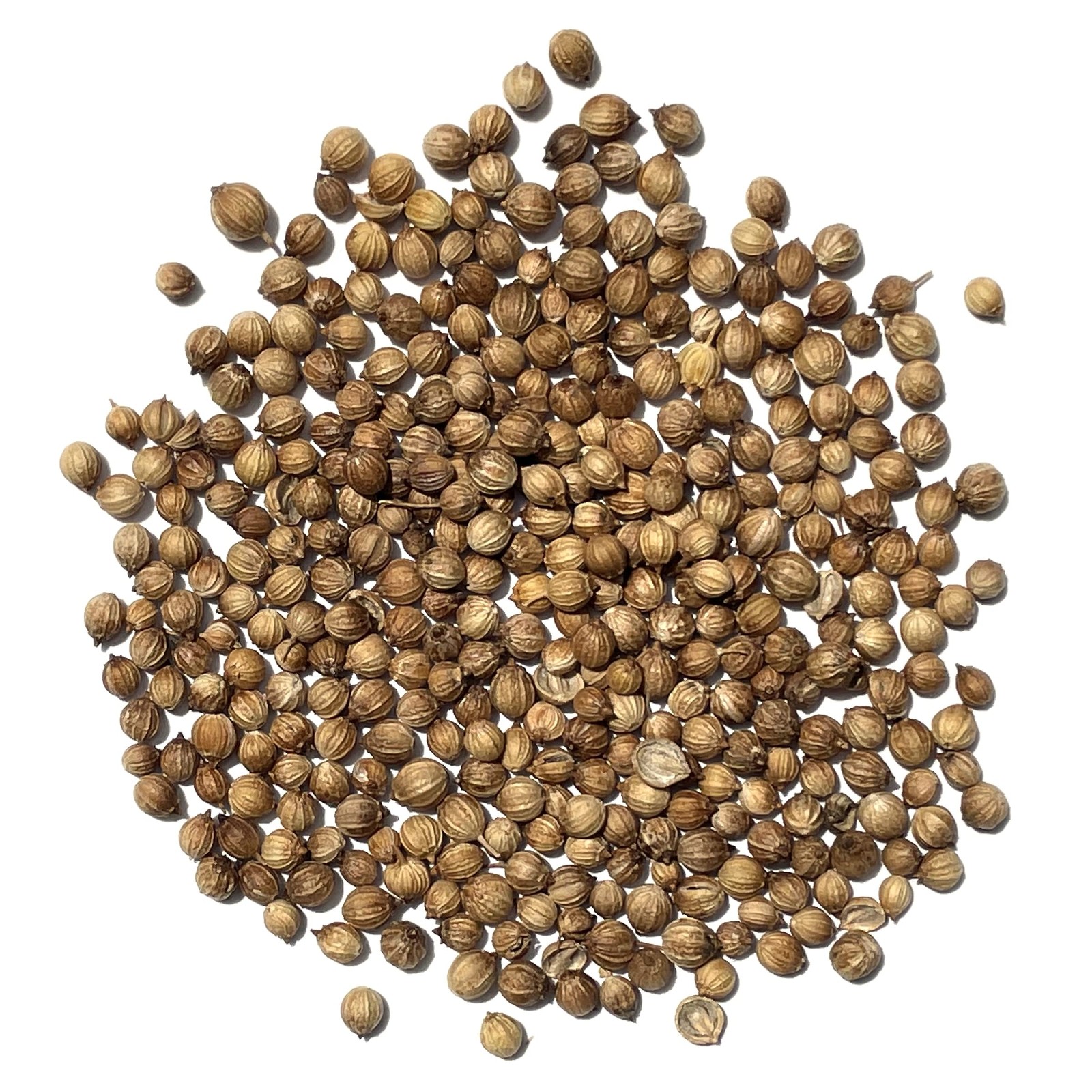 The Old Farmer’s Almanac Heirloom Organic Cilantro Seeds (Slow Bolt) – Green