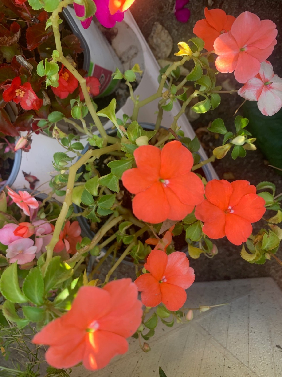 Rooted orange Impatiens Plants in pot balcony yard or outdoor