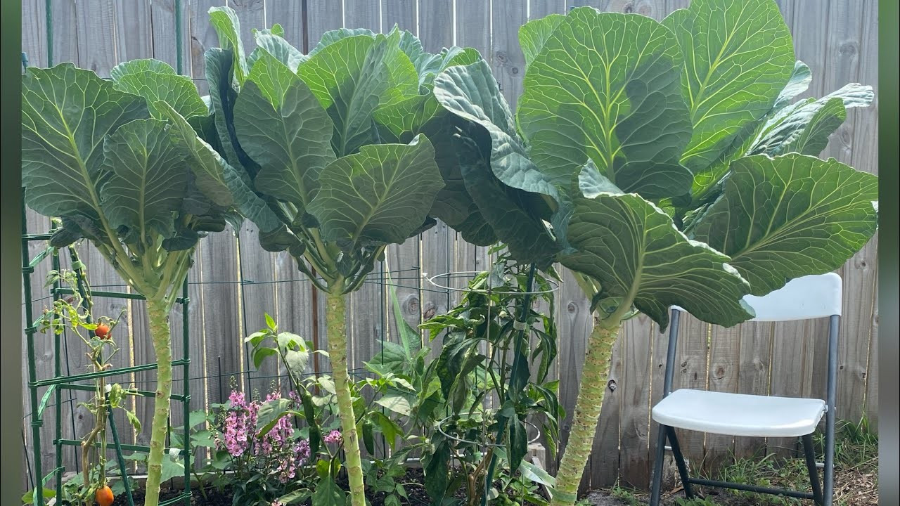 400+ Georgia Southern Collard Seeds —– Heirloom
