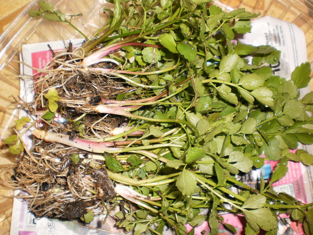 Korean watercress/ minari plants 12 Bare roots+ 12 FREE FOR GOOD MEASURE