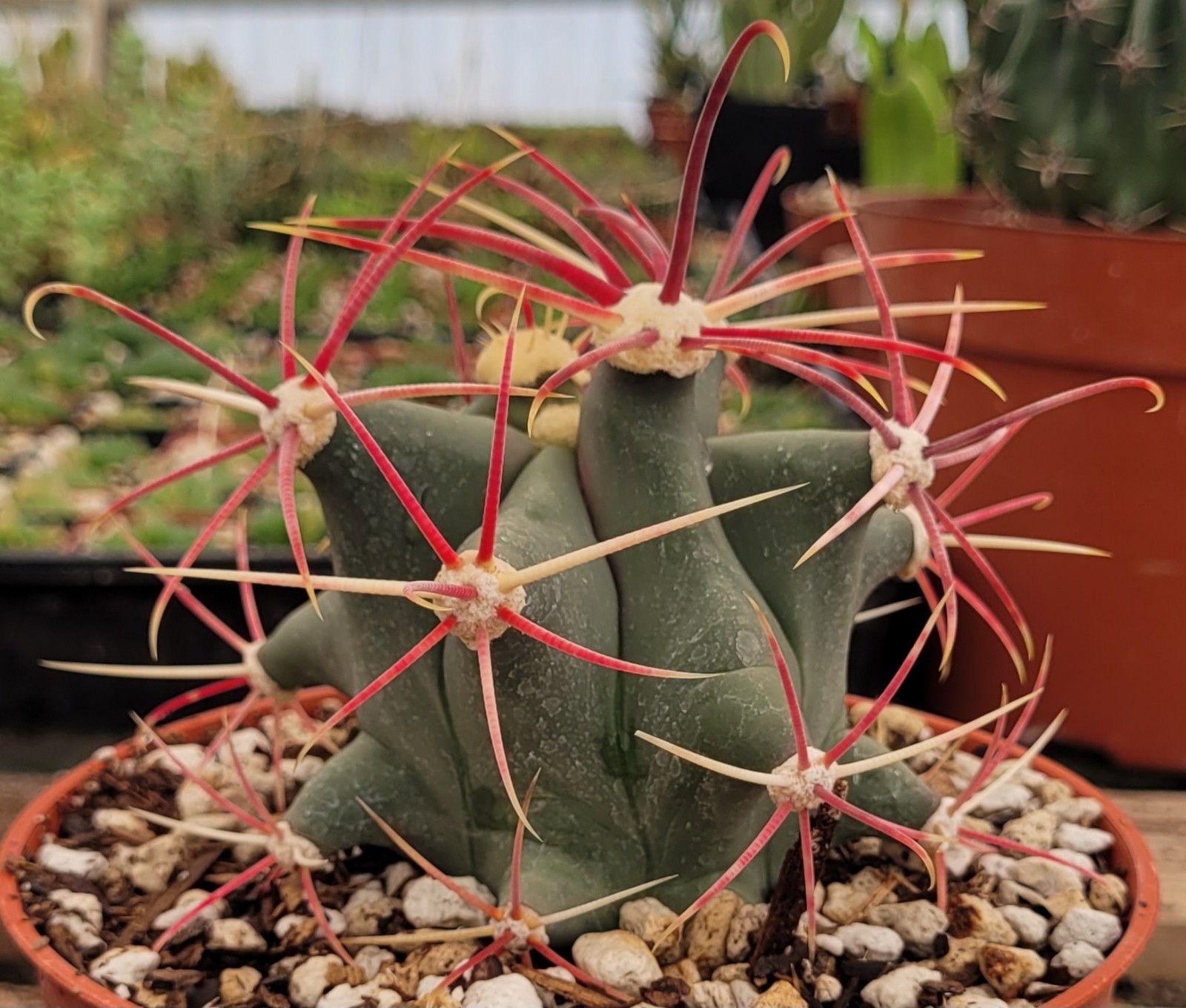 Ferocactus Emoryi ‘Emory Barrel’ 2.5″ Tall – Bare Root