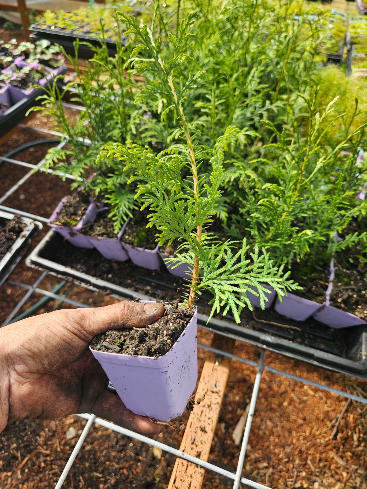 2-pack small red cedar av hybrid evergreen conifer tree live in 3″ pot
