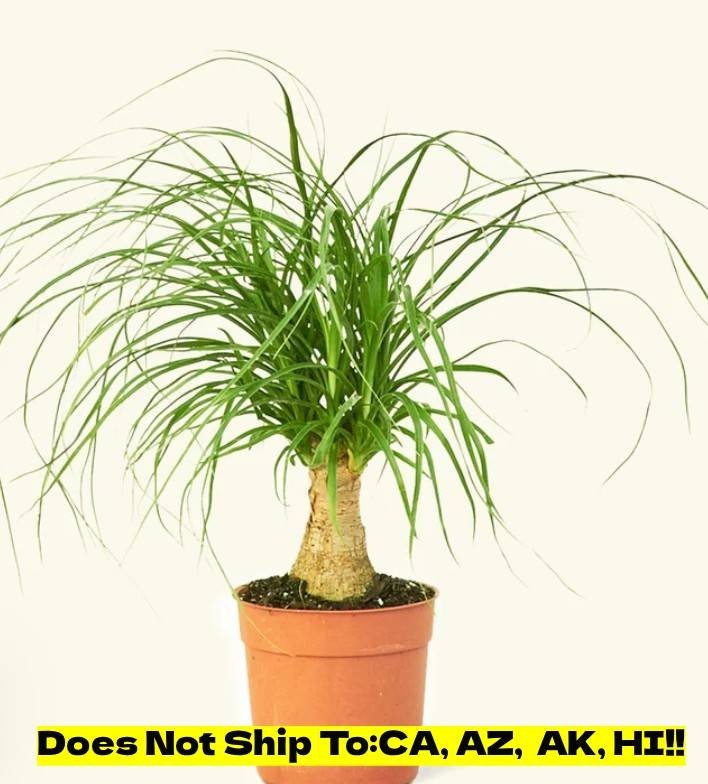 Ponytail Palm Beaucarnea Recurvata Live Plant 6″ Pot Elephant Foot Houseplant