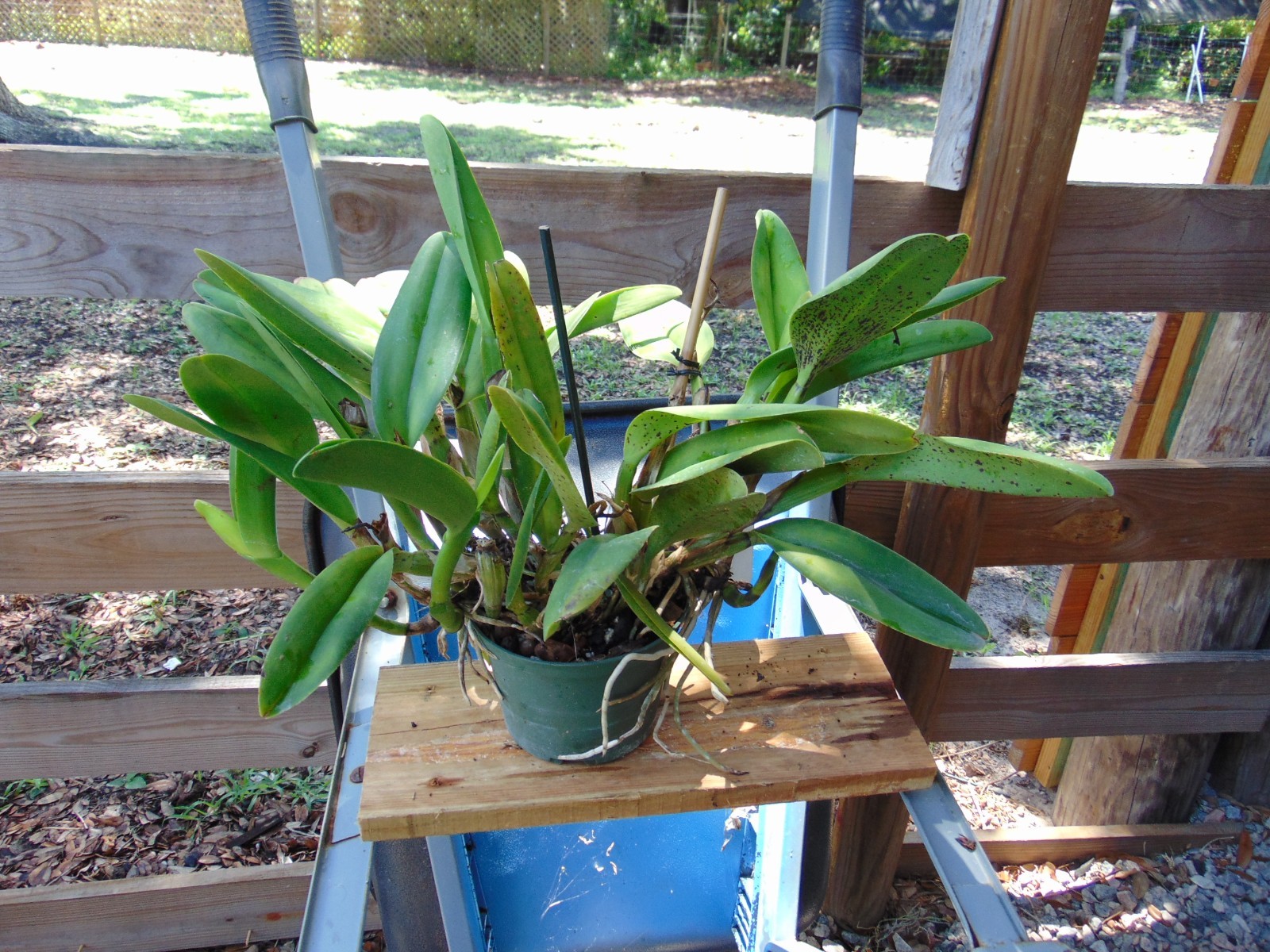 Pot. Jessie Lee ‘Hawaii’ 6 SHEATHS 6″ pot HUGE PLANT