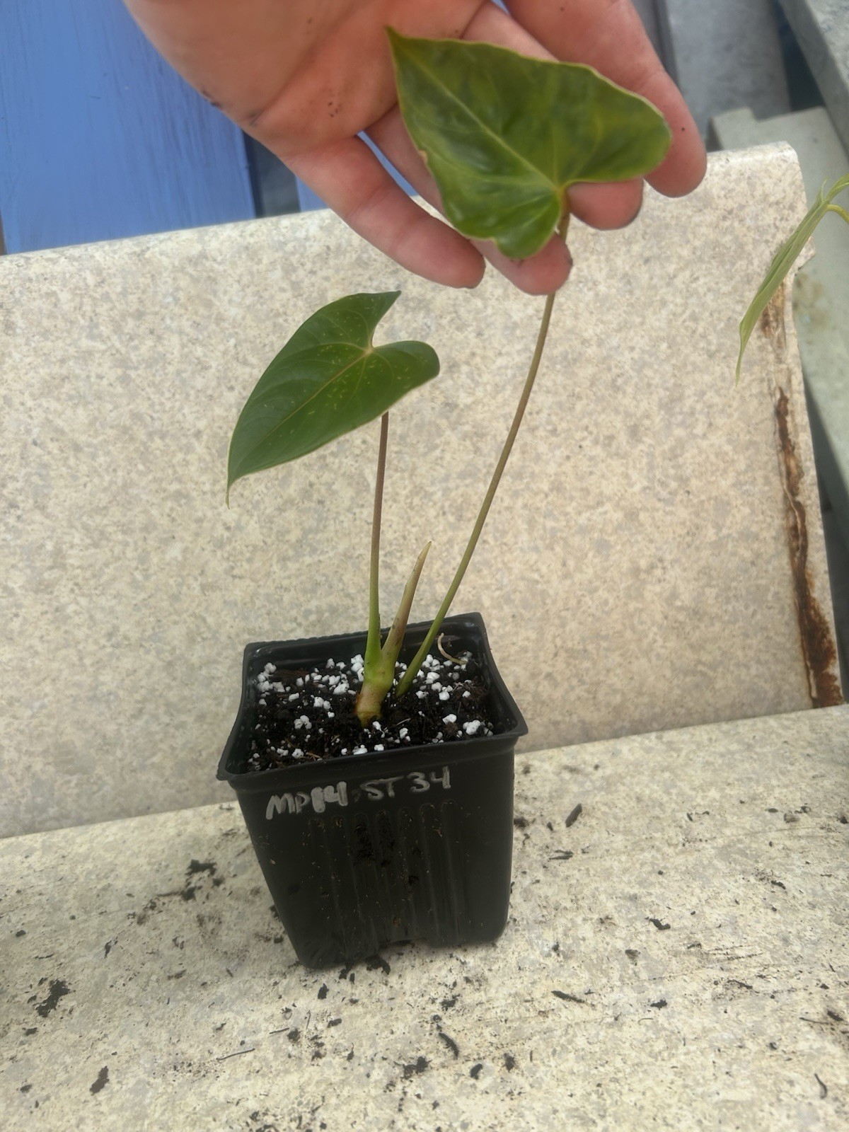 Anthurium Tropical Potted Seedling Green Broadleaf Indoor Medium Sun Houseplant