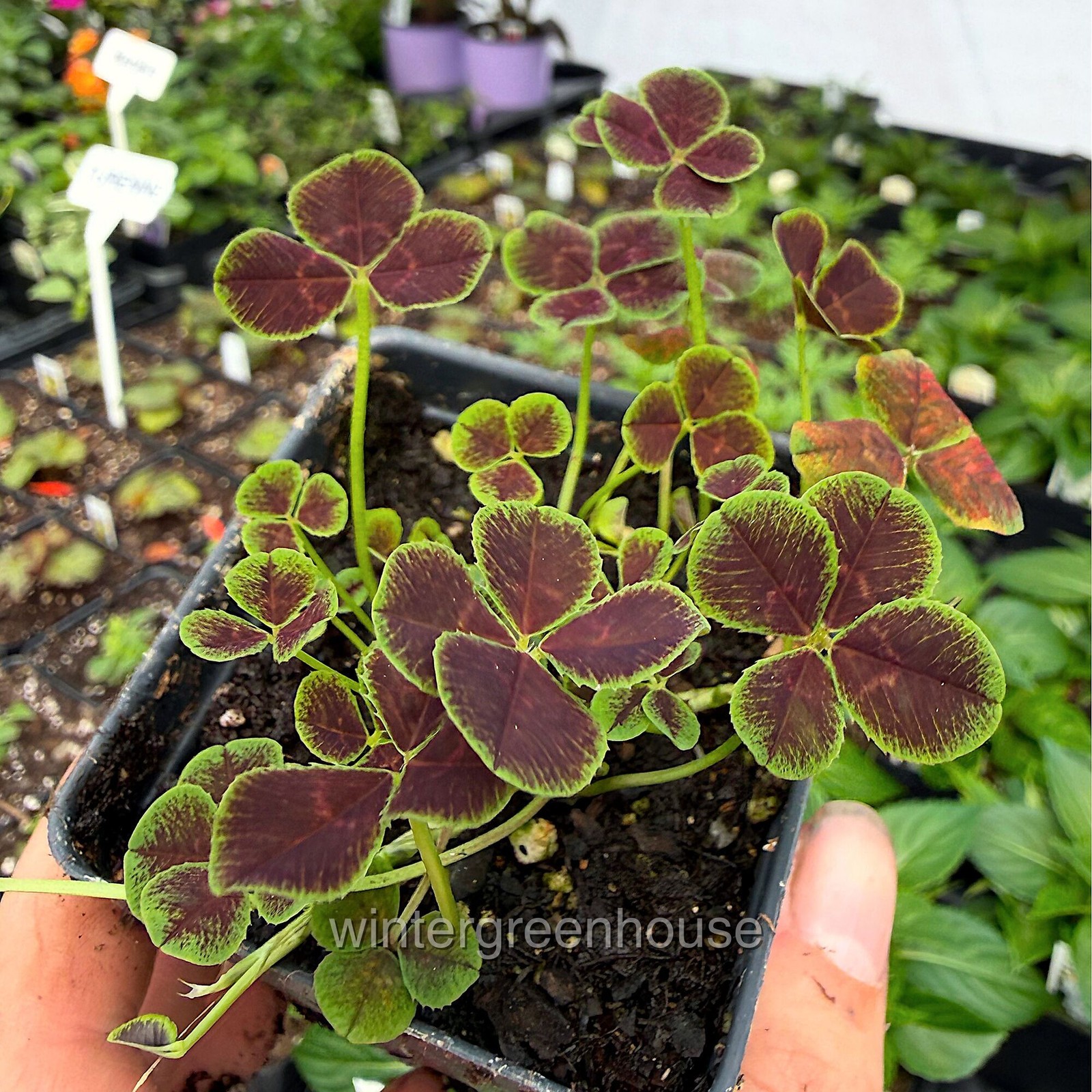 Trifolium repens Atropurpureum, Dutch Clover, Container Size: 3″ (2.6×3.5″)