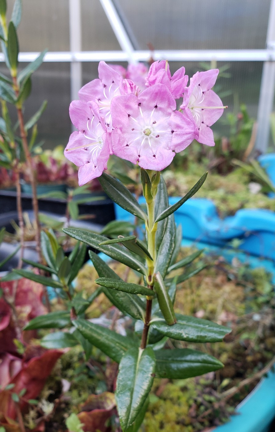 🔥 NEW! Carnivorous Plant Bog Companion Bog LAUREL Shrub Potted Live Plant!
