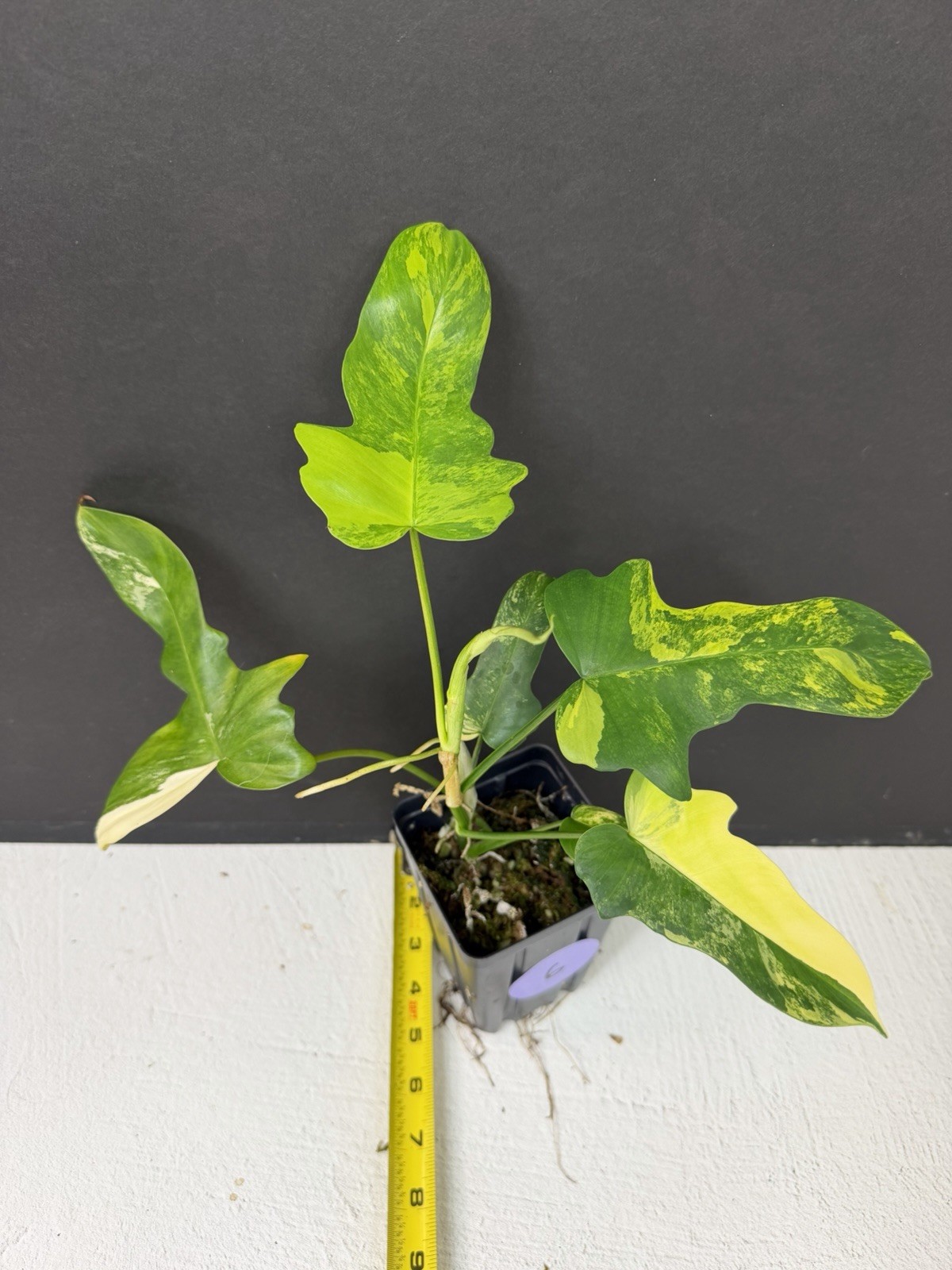 philodendron florida beauty x mayoi Variegated