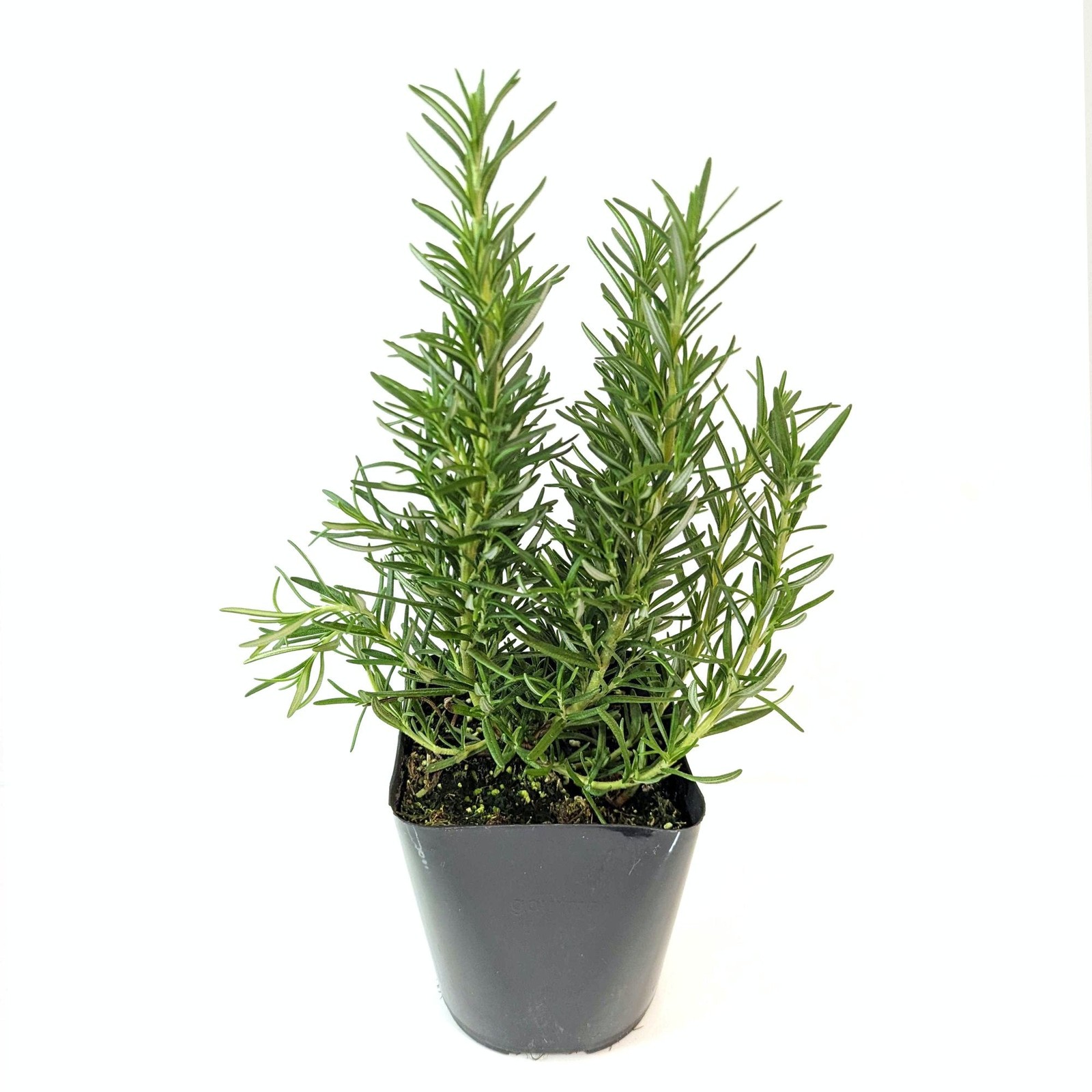 Rosemary Blue 2 Potted Plants – Rooted in Quart Pots, Easy to Grow