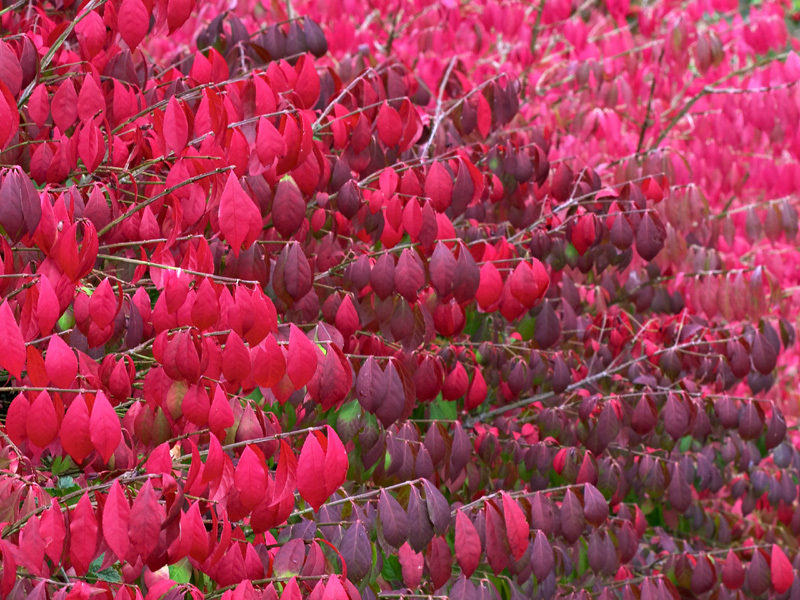 Burning Bush, Euonymus alatus, Seeds (Fall Color, Hardy, Hedge)