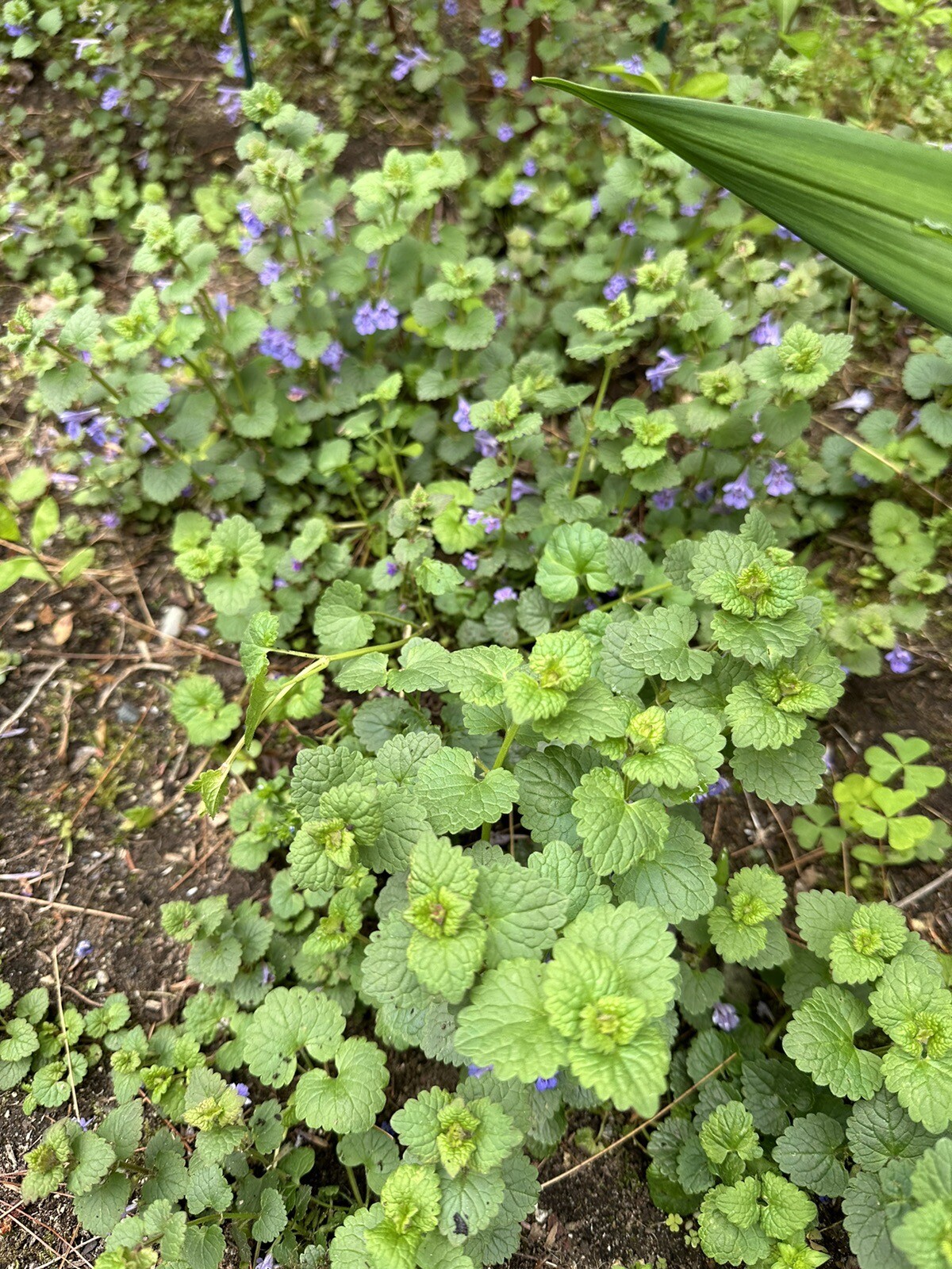 Creeping Charlie Plant Evergreen GROUND IVY Glechoma Hederacea live vine plant