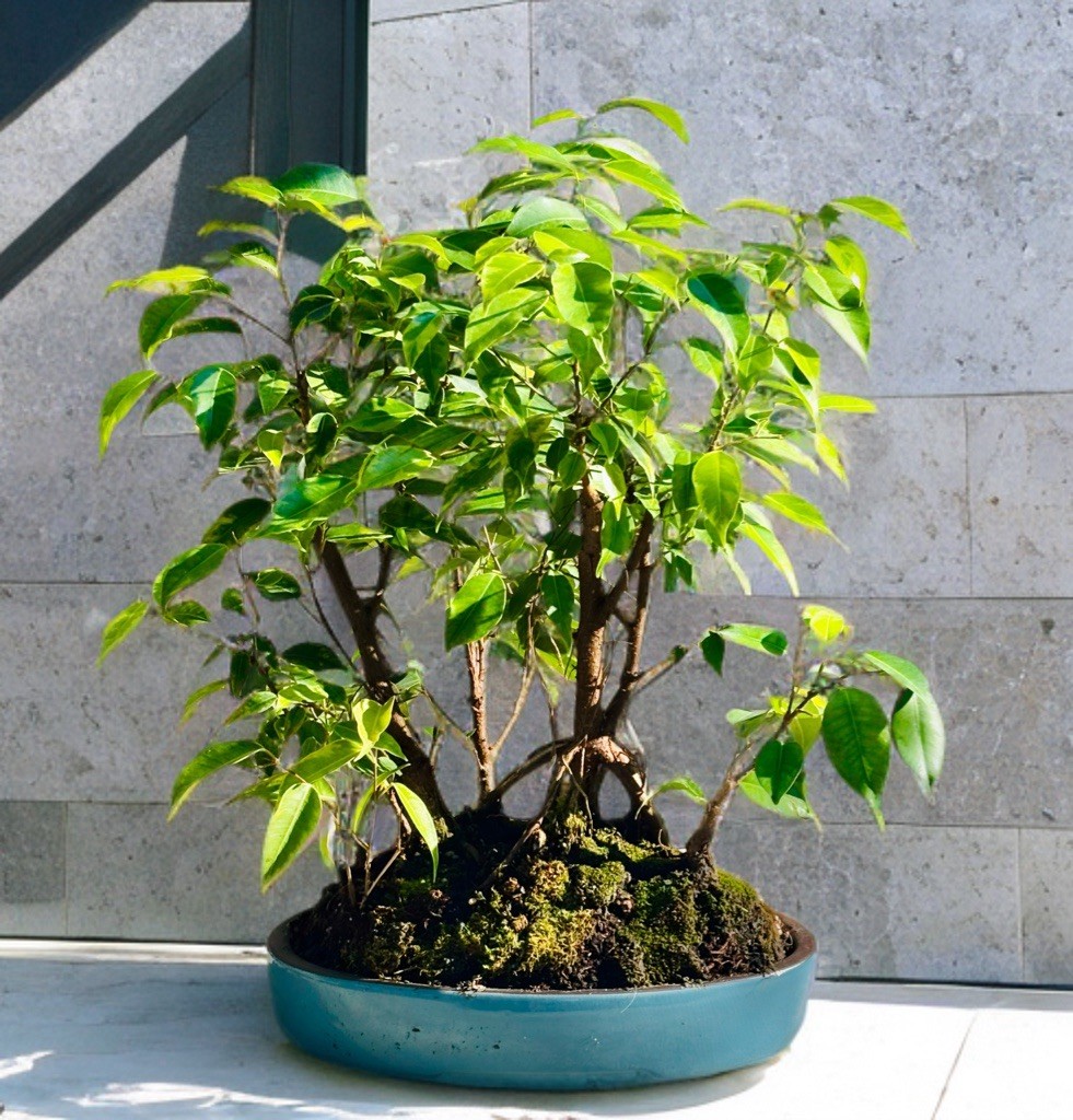 TIGERS BARK FICUS BONSAI FOREST