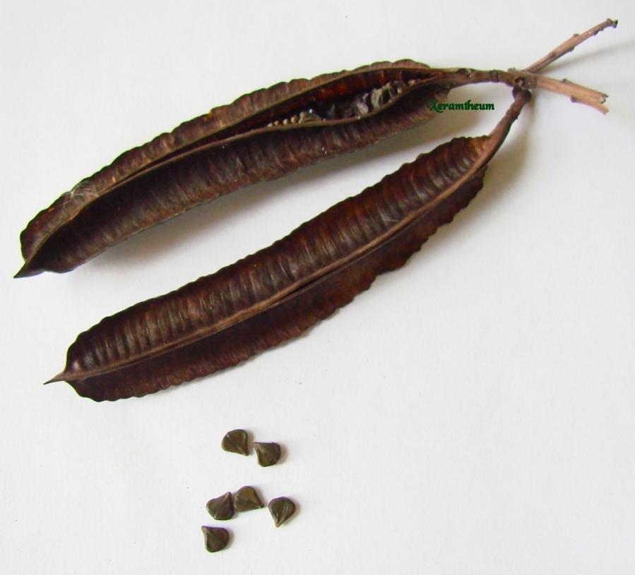Candle Bush, (Senna alata), Cassia alata, Shrub Seeds