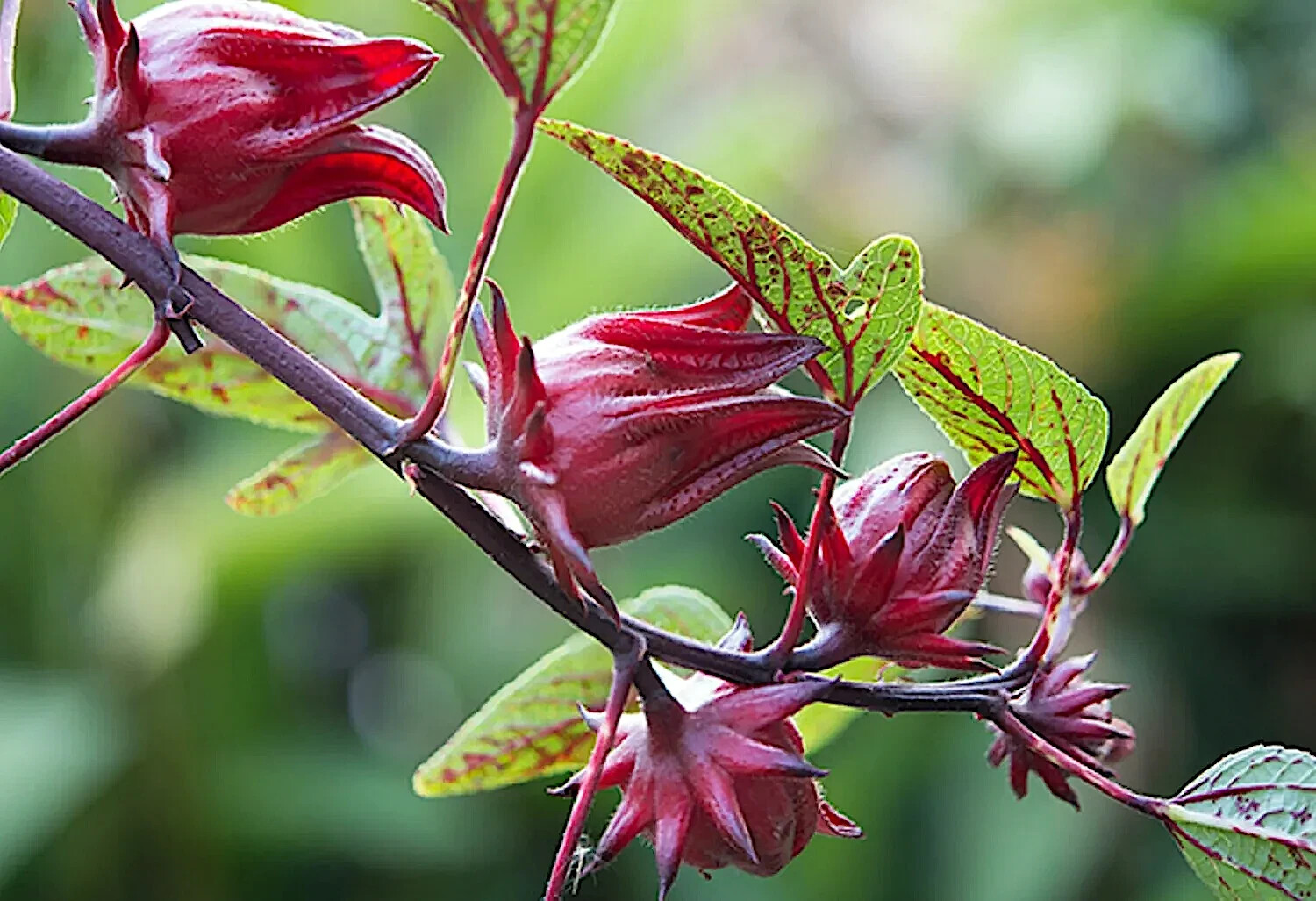 Roselle Seeds Hibiscus sab Jamaican Sorrel Florida Cranberry RARE LUOSHEN FLOWER