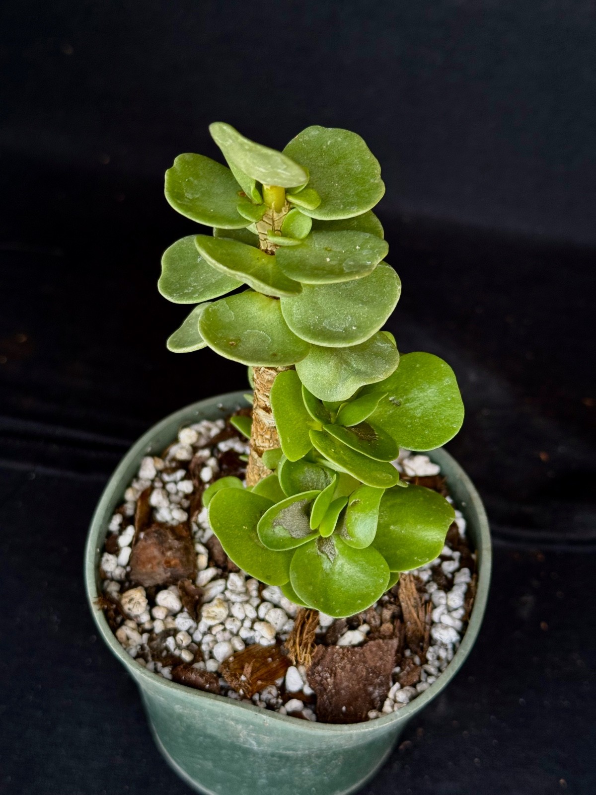 Portulaca molokiniensis, succulent