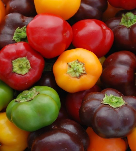 Sweet Mini Bell Pepper Seeds – Mixed Colors