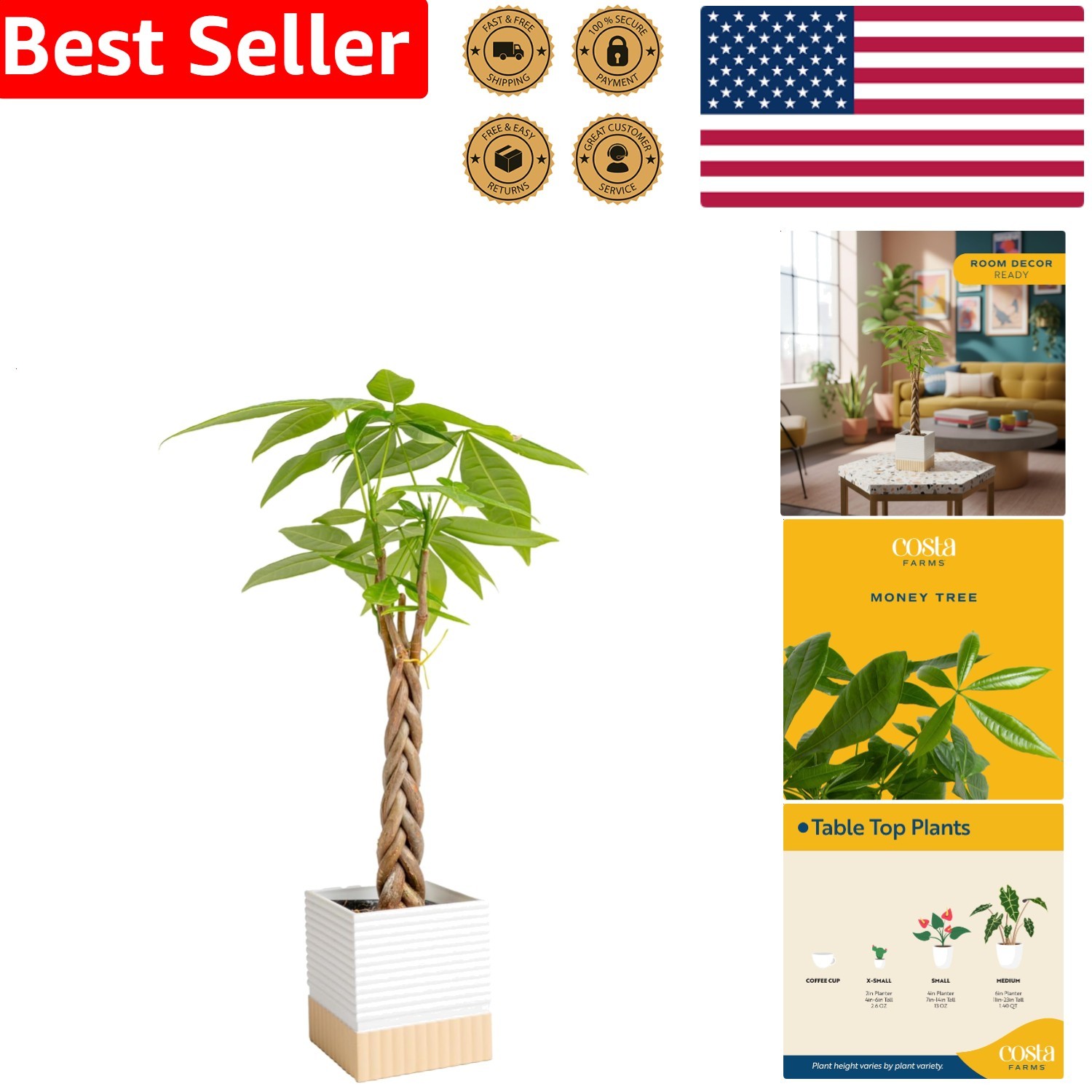 Low Maintenance Indoor Housewarming Office Gift