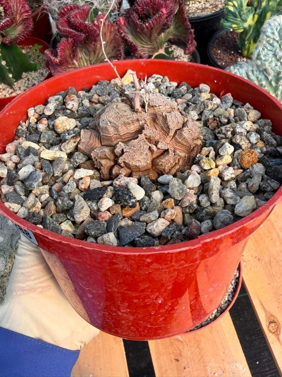 Dioscorea Elephantipes – Rare Turtle Back Caudex Succulent Plant Collector’s #28