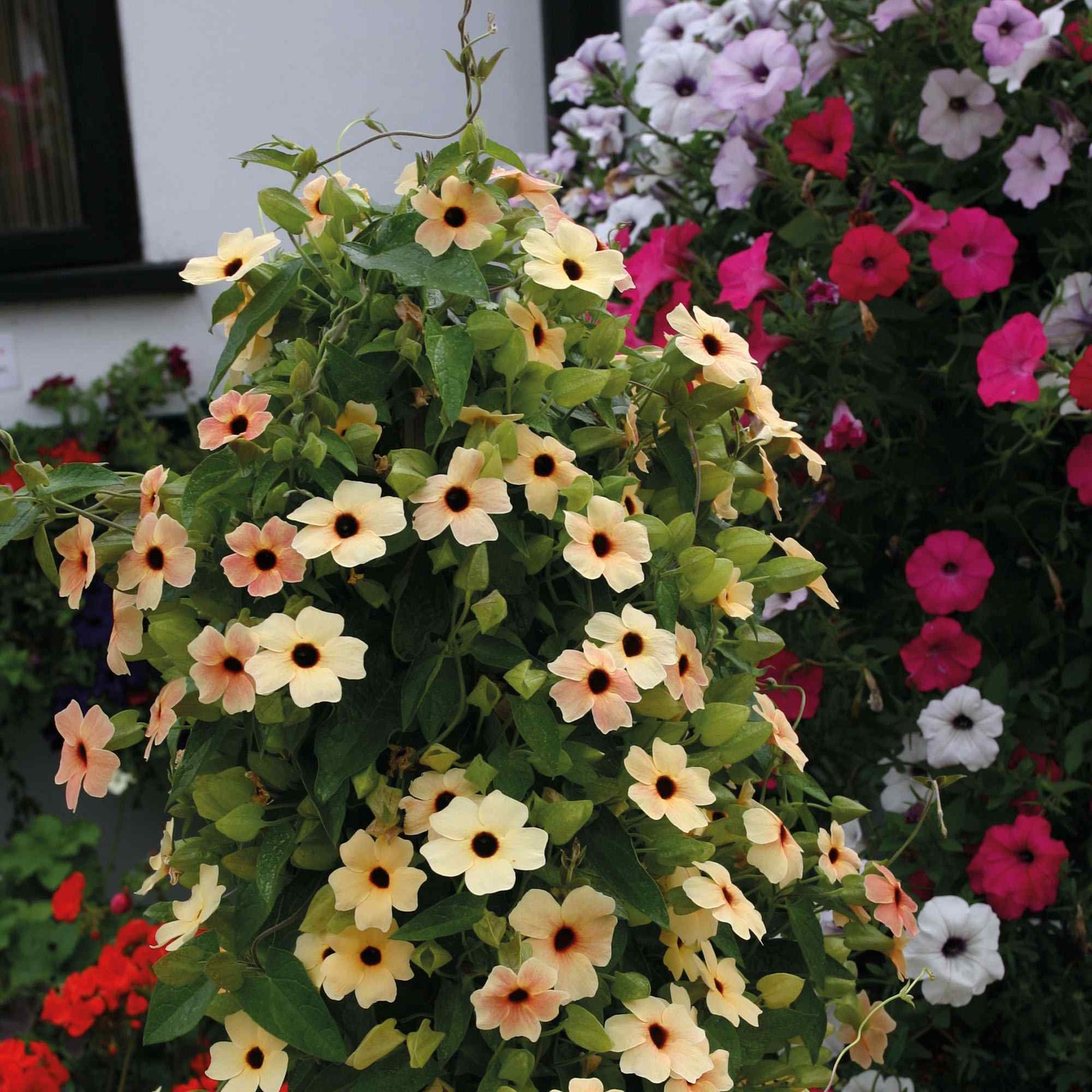 10 Seeds Black-eyed Susan Thunbergia Alata Spanish Eyes Vines Plant Seeds