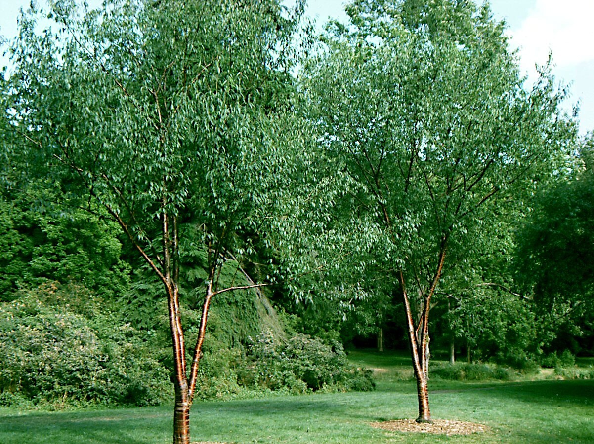 500 – 1,000 Tibetan Paper Birchbark Cherry Tree Seeds Prunus serrula Shiny Bark