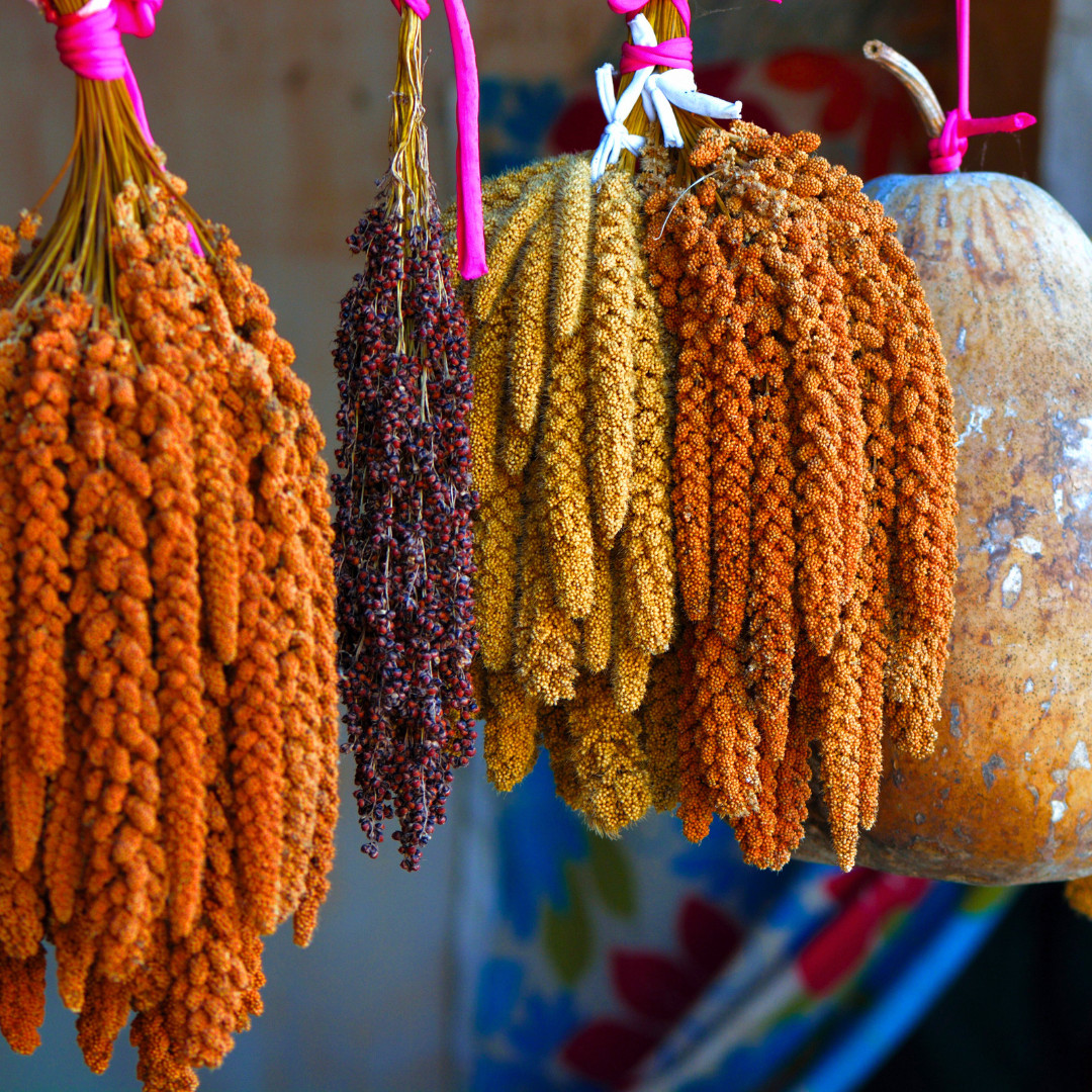 Fresh Foxtail Millet Seeds | Fast Growing | Heirloom Non-GMO | Grain Seeds