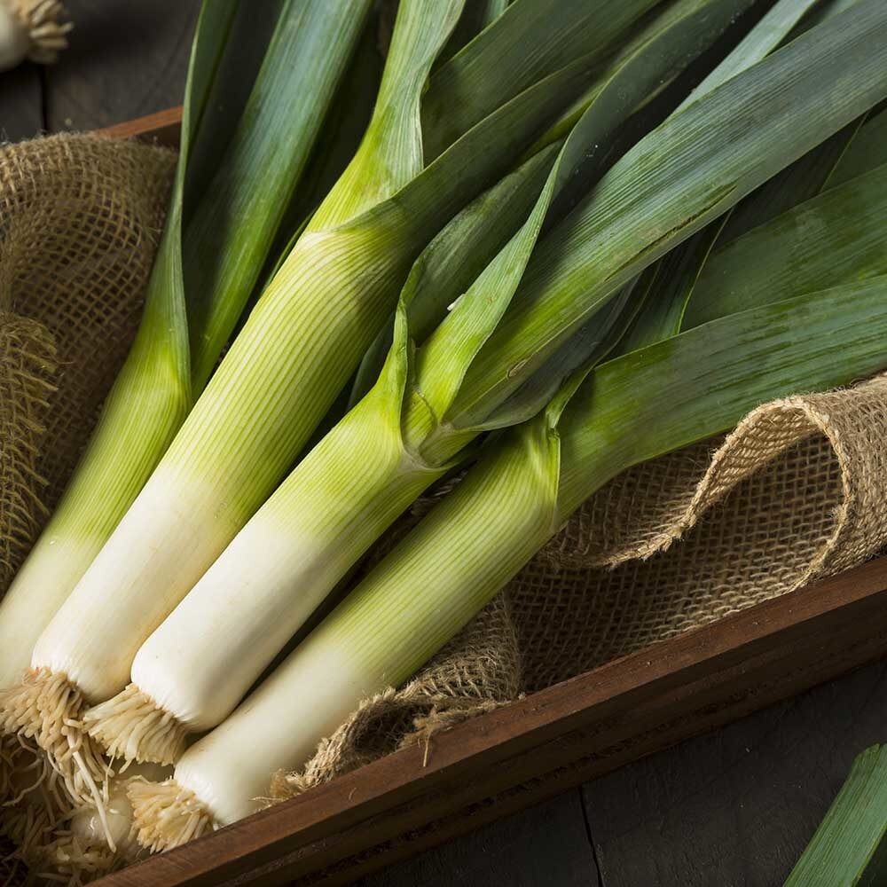 250 Organic Non-GMO Giant Mussleburgh Leek Seeds- Seeds Of Tomorrow