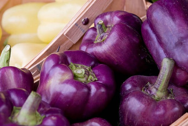 40 Purple Beauty Sweet Bell Pepper Seeds- With Bonus! | Organic Non-GMO Heirloom
