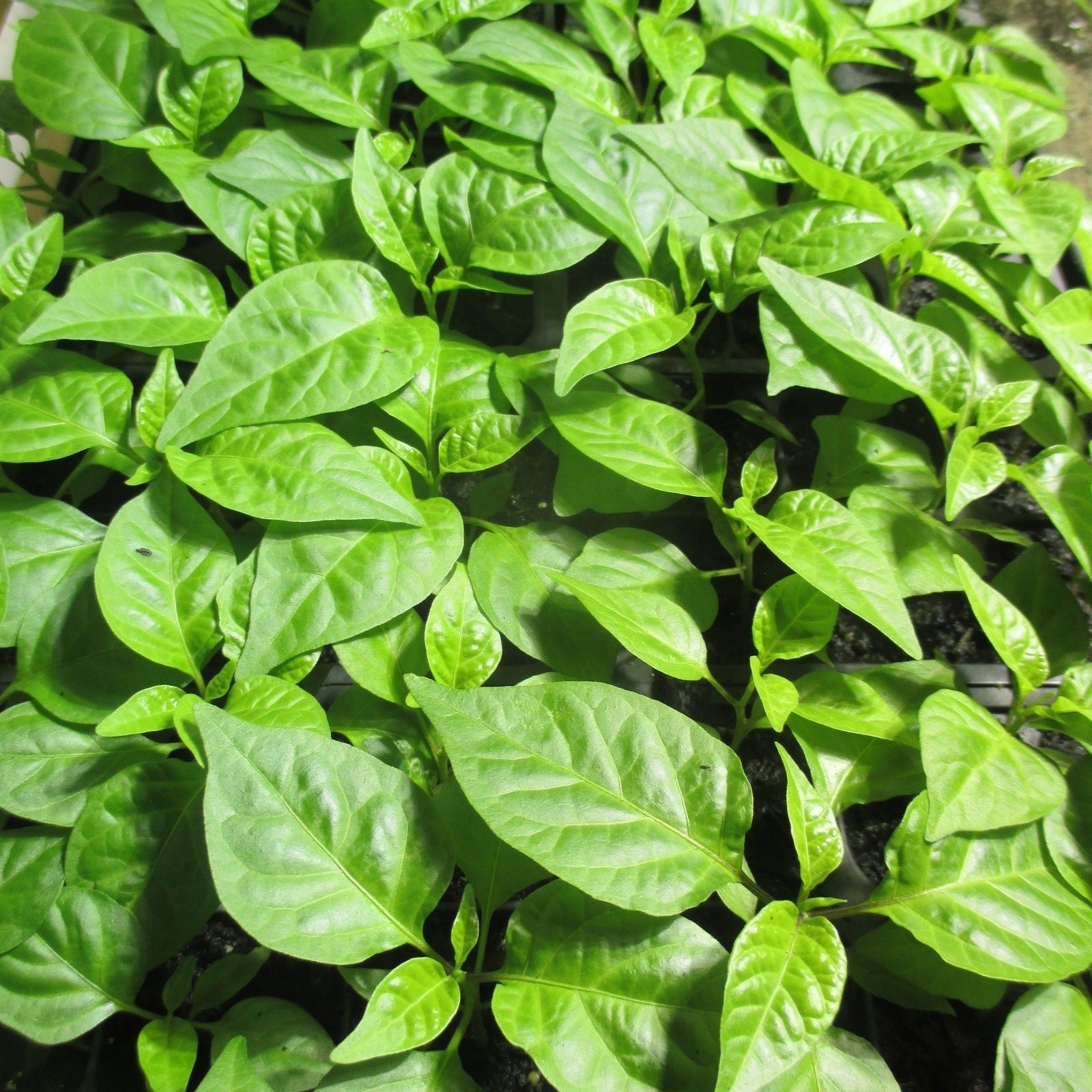 Lot of 3 (75+ DAYS OLD) CAROLINA REAPER Super Hot Pepper LIVE PLANTS