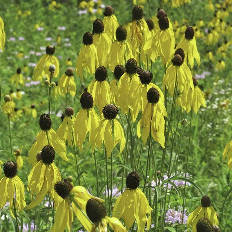 Coneflower CONEHEAD Mix Echinacea 90% Perennials 7 Flower Species USA 400+ Seeds
