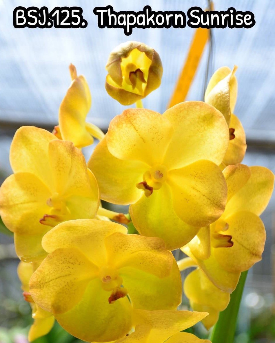 Thapakorn Sunrise Seedling ￼Vanda Orchids